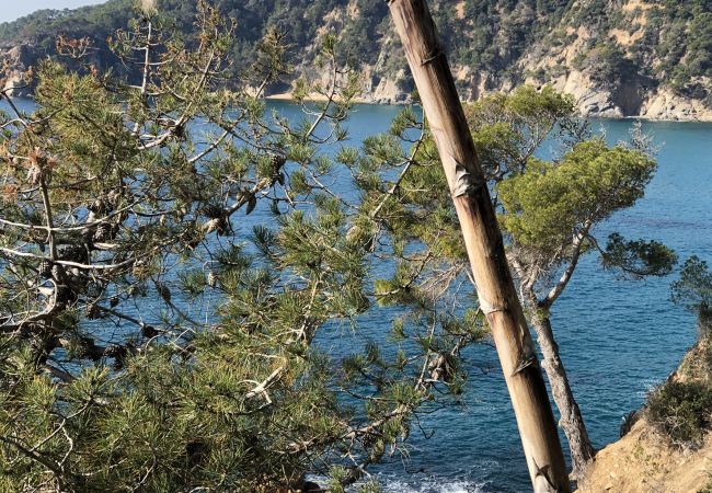 Piatta a Tossa de Mar - Cala LLevadó - Tossa de Mar  Piatta a Tossa de Mar - Cala LLevadó - Tossa de Mar